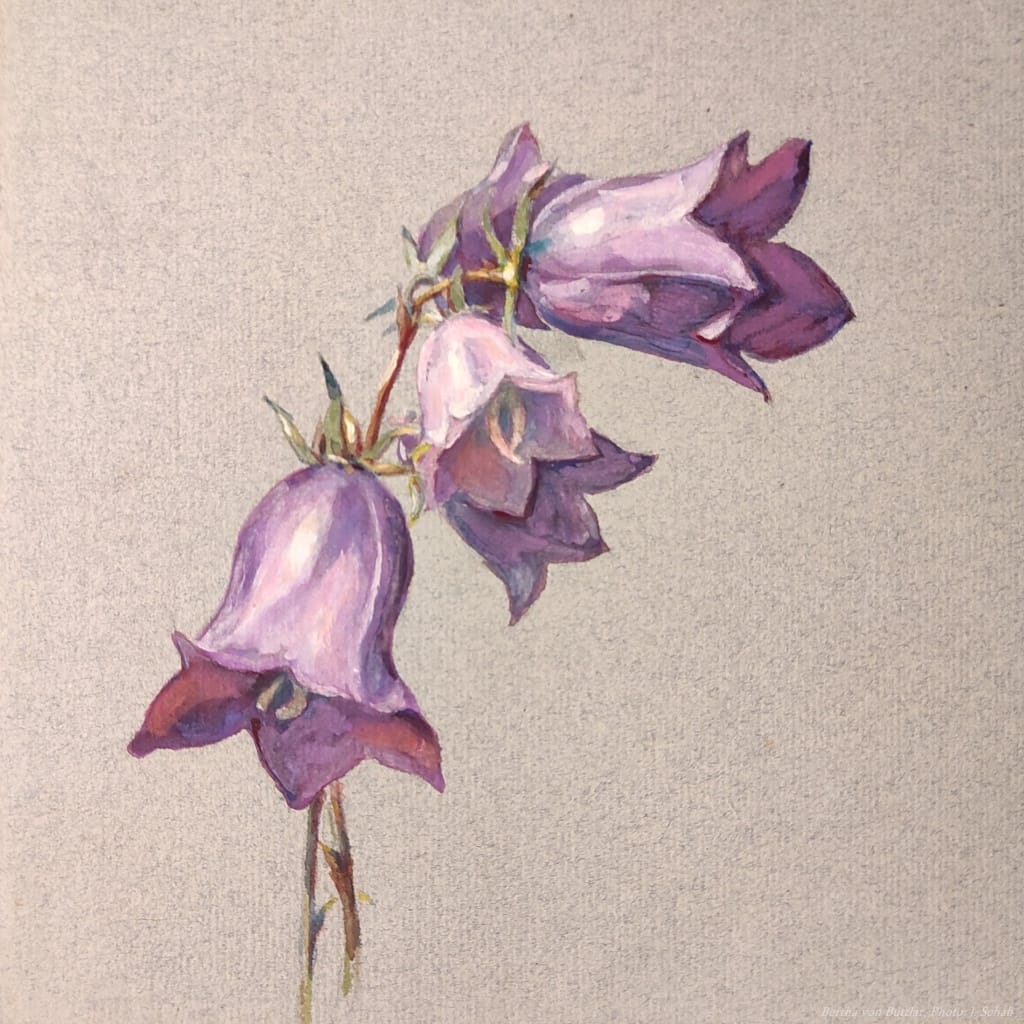 Botanische Malerei - Künstlerin Bertha Treusch von Buttlar-Brandenfels