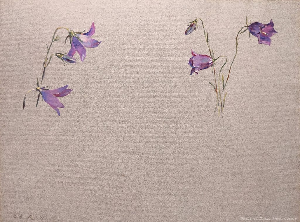 Botanische Malerei - Glockenblume - Künstlerin Bertha Treusch von Buttlar-Brandenfels