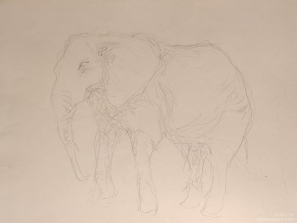 Elefantenstudie von Barbara Lise, gezeichnet im Zirkus Krone in München