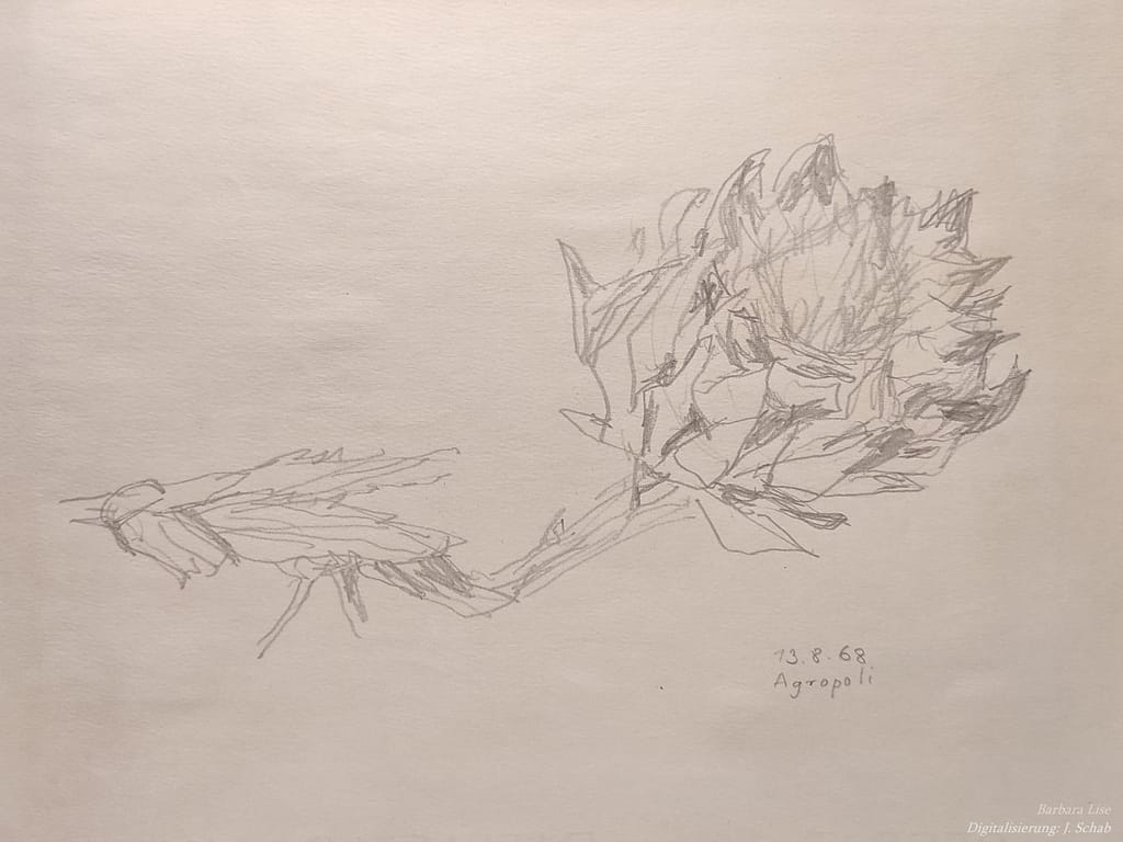 Studie Artischocke - Skizze - Barbara Lise, gezeichnet in Agropoli (Italien) am 13.08.1968
