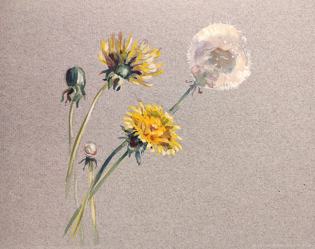 Botanische Malerei - Löwenzahn - Künstlerin Bertha Treusch von Buttlar-Brandenfels
