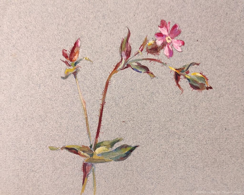 Botanische Malerei -Nelke - Künstlerin Bertha Treusch von Buttlar-Brandenfels