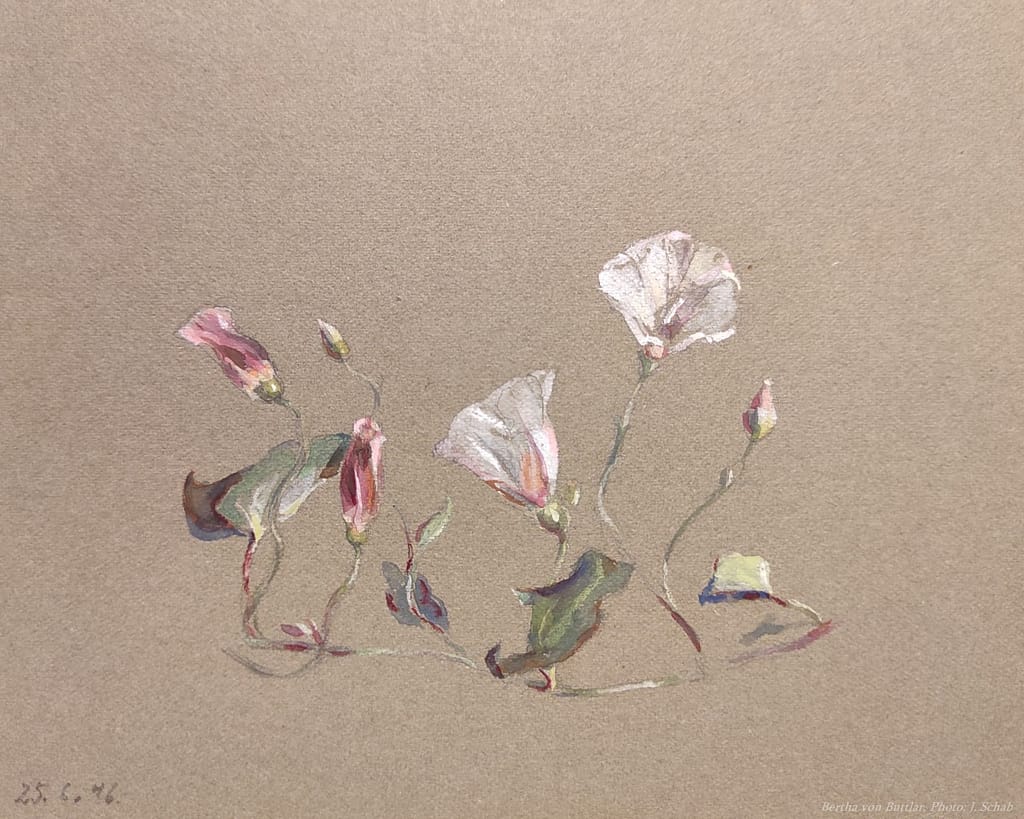 Botanische Malerei - Winde - Künstlerin Bertha Treusch von Buttlar-Brandenfels