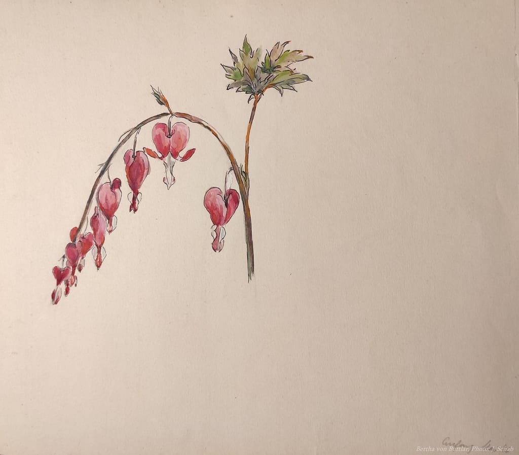Botanische Malerei - Tränendes Herz- Tempera, Künstlerin Bertha Treusch von Buttlar-Brandenfels