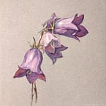 Botanische Malerei und Landschaften von Bertha Treusch von Buttlar-Brandenfels