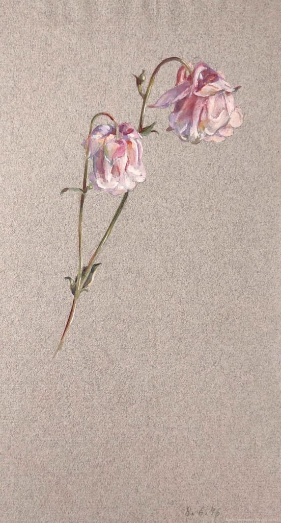 Botanische Malerei - Akelei - Künstlerin Bertha Treusch von Buttlar-Brandenfels