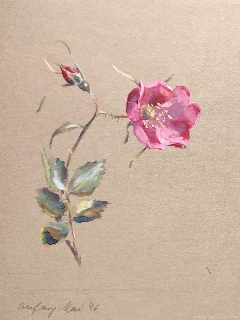 Botanische Malerei - Rose - Tempera, Künstlerin Bertha Treusch von Buttlar-Brandenfels
