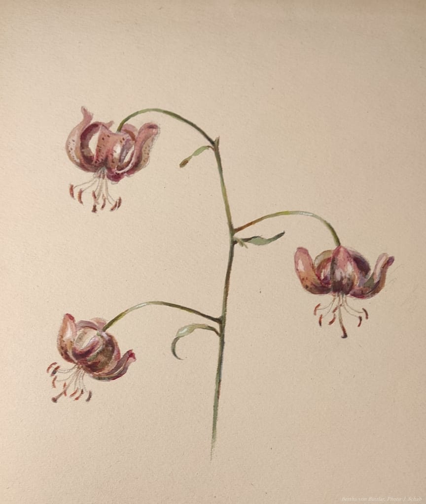 Türkenbund Lilie - Botanische Kunst - Tempera - Künstlerin Bertha von Buttlar